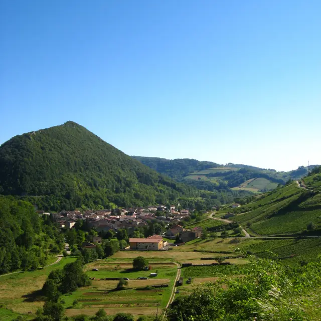 Vignes de Cerdon, Ain