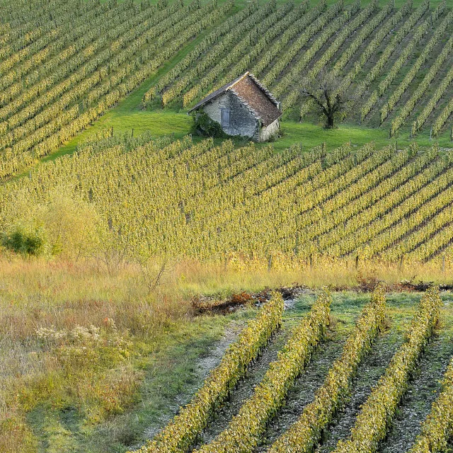 Bugey vineyards