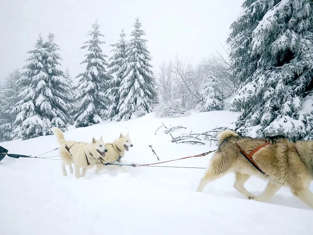 Outdoor Chien de traineau