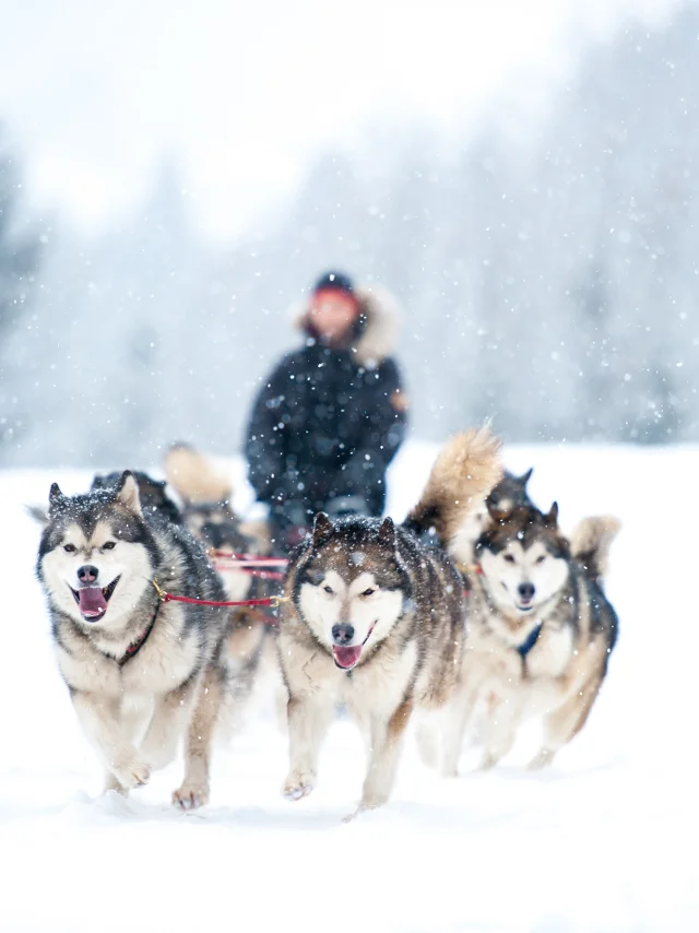 Outdoor Chien de traineau