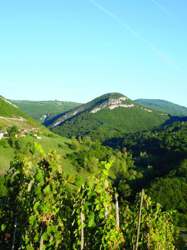 Montagnieu, in the Bugey vineyards