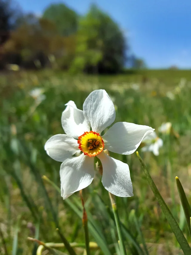 Narcisses sur le Plateau de Retord