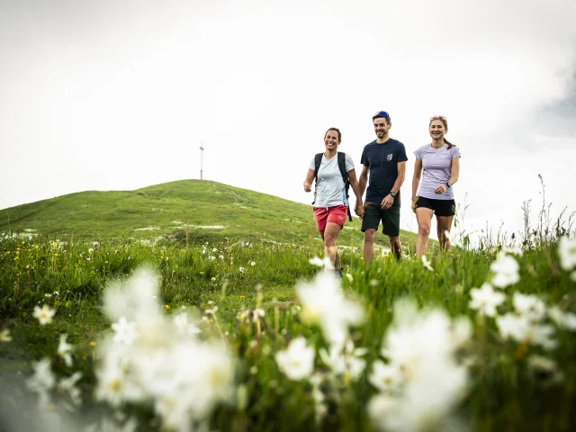 Spring hiking at Grand Colombier, when the daffodils are in bloom