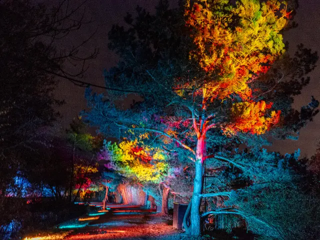 2024 Arbres Magiques