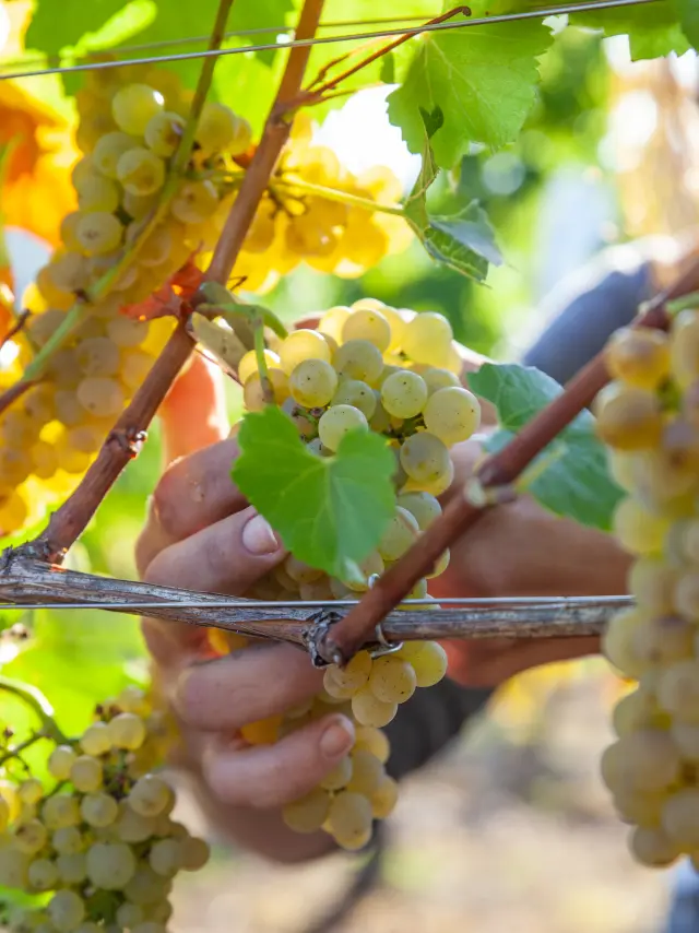 Vinvignoble Bugeyfscaliotbugeysud 2