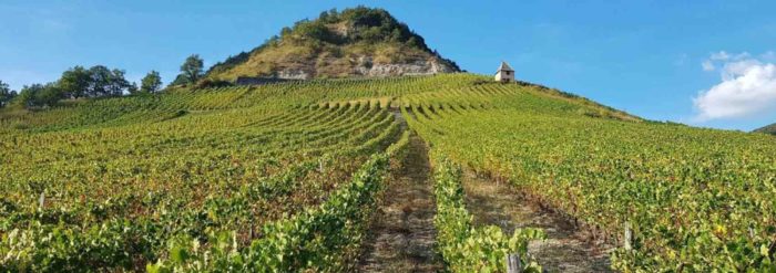 vignoble du Bugey, Cerdon : balade au coeur des vignes