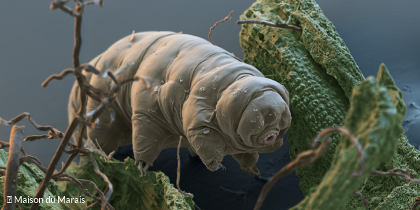Incroyables tardigrades